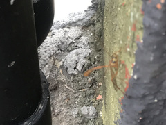 Enicospilus americanus-complex