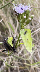 Pareuchaetes insulata