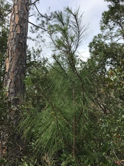 Pinus clausa