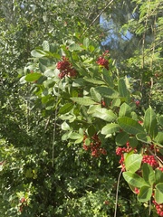 Schinus terebinthifolia