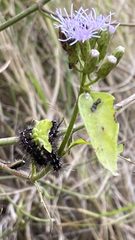 Pareuchaetes insulata