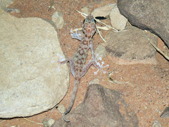 Ptyodactylus hasselquistii