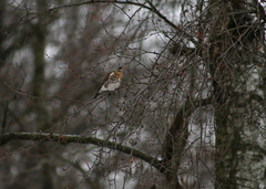 Turdus pilaris