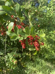 Schinus terebinthifolia