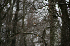 Turdus pilaris