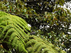 Phimosus infuscatus