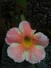 Episcia cupreata
