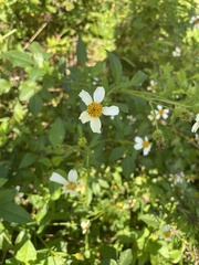 Bidens alba