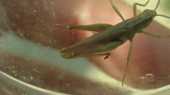 Chorthippus albomarginatus