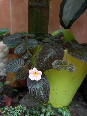 Episcia cupreata