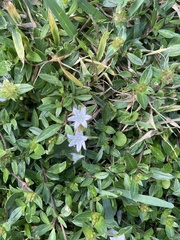 Richardia grandiflora