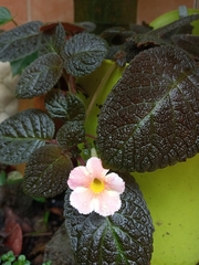 Episcia cupreata