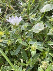 Richardia grandiflora