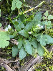 Draba verna