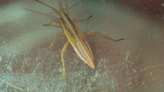 Stenodema laevigata