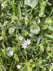 Richardia grandiflora