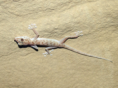 Ptyodactylus hasselquistii