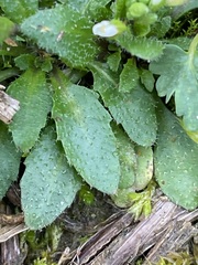 Draba verna