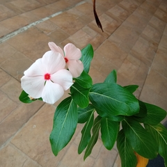 Catharanthus roseus image