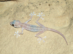 Ptyodactylus hasselquistii