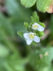 Draba verna