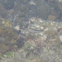 Parablennius laticlavius