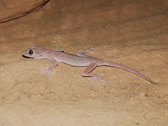 Ptyodactylus hasselquistii