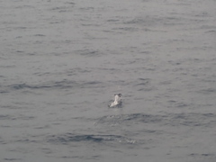 Eudyptes pachyrhynchus