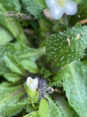 Draba verna