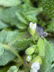 Draba verna