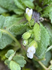 Draba verna