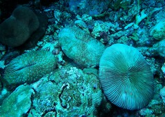Lobactis scutaria