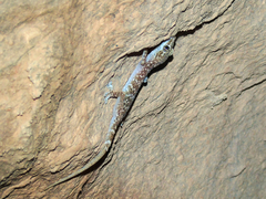 Hemidactylus mindiae