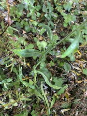 Symphyotrichum chilense