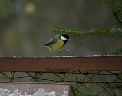 Parus major
