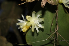 Rhipsalis