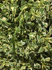 Graptophyllinae