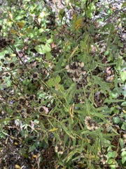 Symphyotrichum chilense