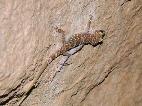 Mount Sinai-Gecko, Hemidactylus mindiae