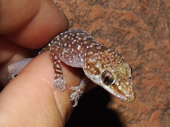 Hemidactylus mindiae