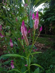 Celosia