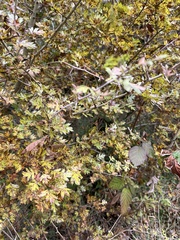 Crataegus marshallii