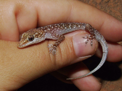 Hemidactylus mindiae