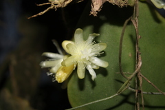 Rhipsalis