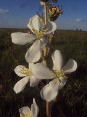 Chaetogastra gracilis