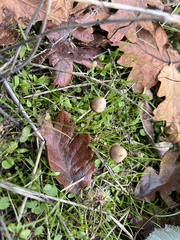 Panaeolus acuminatus