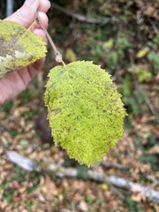 Corylus cornuta