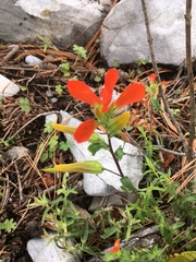 Castilleja integrifolia
