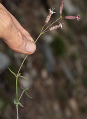 Silene bernardina