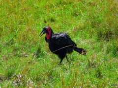 Bucorvus leadbeateri